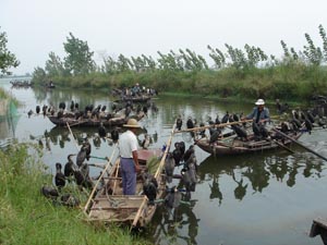 Artificial perches on the edge of the boat hold paired cormorants.(Photo:UDA)
