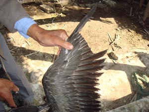 All fishers in China clip the flight feathers of one wing(Photo：UDA)