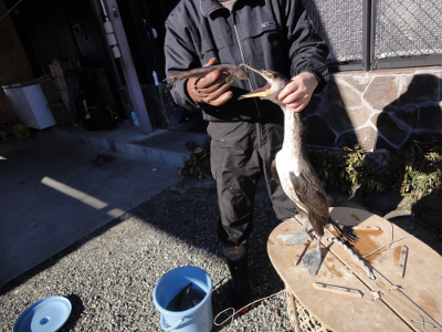 人間が給餌を続けることで捕獲された野生のウミウを人的環境に慣らせる（岐阜県関市）