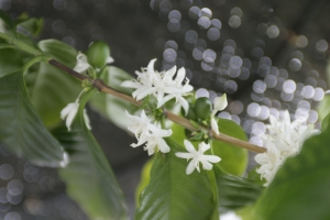 コーヒーの花