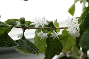 コーヒーの花