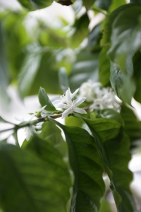 コーヒーの花