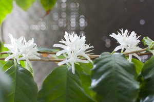 コーヒーの花